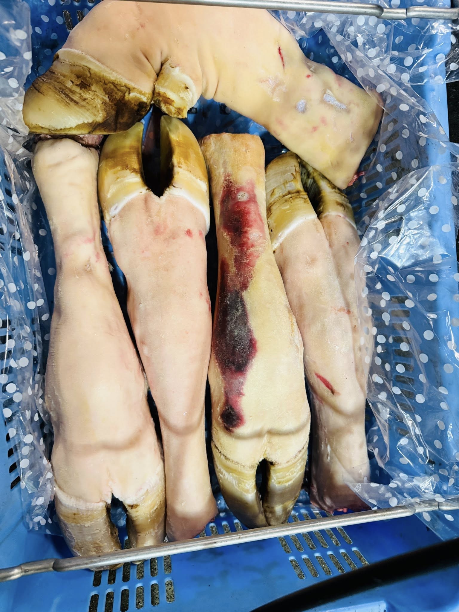 vó bò nguyên cái　（牛足）